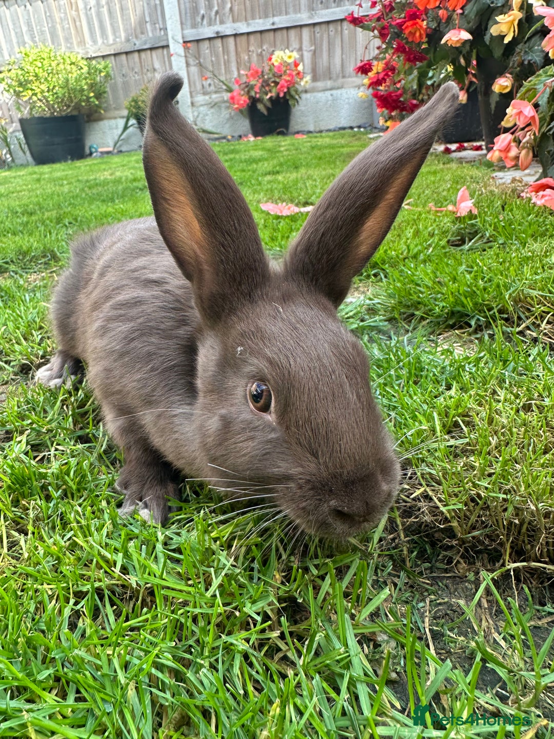 Continental Giant rabbits for sale: Continental Giant Male Rabbits For Sale  - Image 1