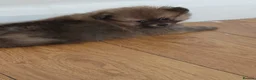 Pomeranian dogs for sale: Beautiful Pomeranian puppies 900 - Advert 8
