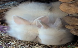 Lionhead rabbits for sale: 5 stunning lionhead baby rabbits  - Image 5