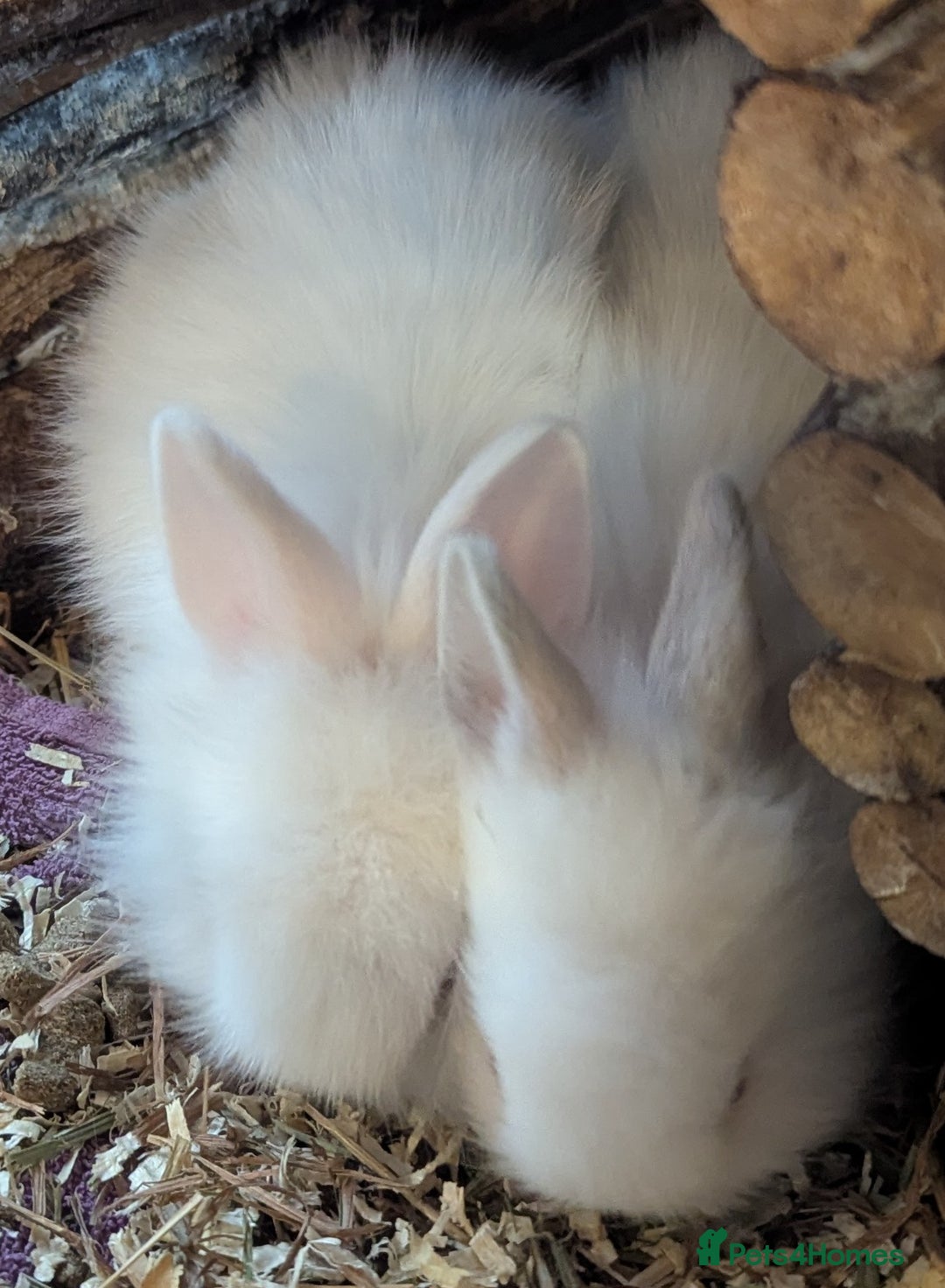Lionhead rabbits for sale: 5 stunning lionhead baby rabbits  - Image 5