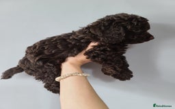 Cavapoo dogs for sale: Chocolate F1B Cavapoos. Health Tested.  - Image 18