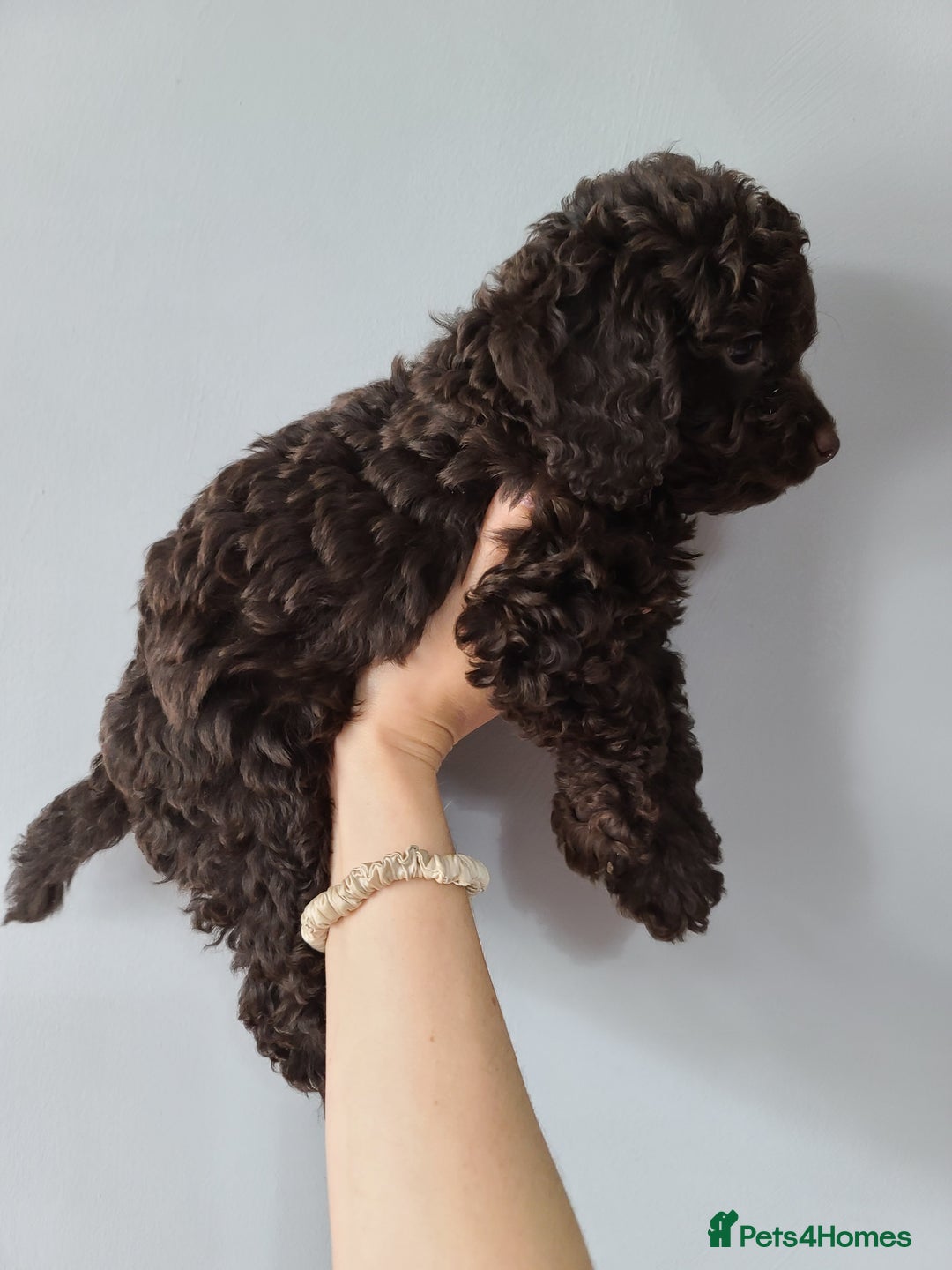 Cavapoo dogs for sale: Chocolate F1B Cavapoos. Health Tested.  - Image 18
