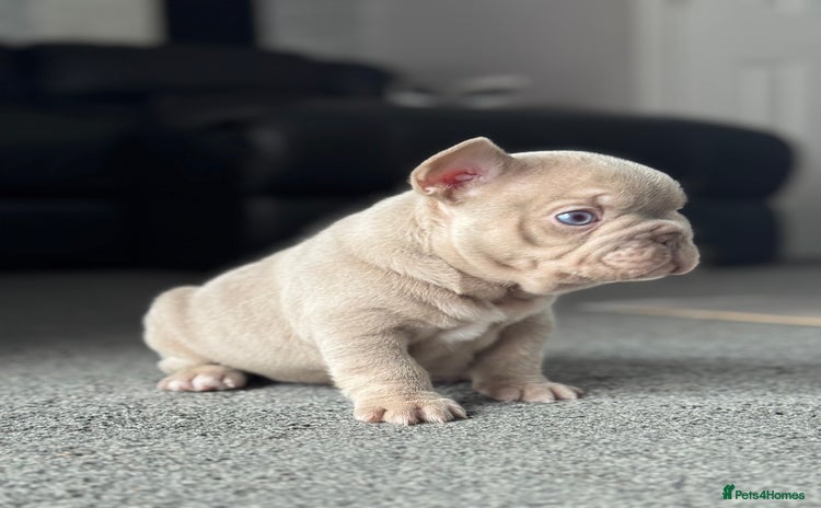 French Bulldog dogs - Advert 11