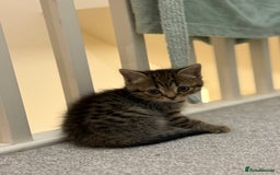 British Shorthair cats for sale: BSH X Scottish  - Image 12
