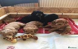 Miniature Poodle dogs for stud: Teddy KC Registered/Health tested Toy Stud in Wigan - Image 13
