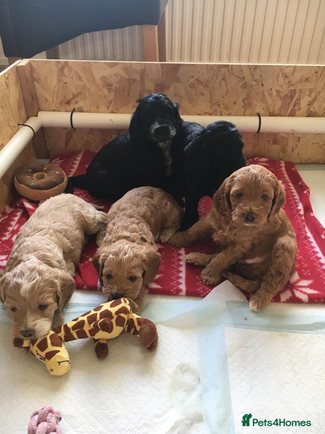 Miniature Poodle dogs for stud: Teddy KC Registered/Health tested Toy Stud in Wigan - Image 13