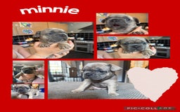 French Bulldog dogs for sale: 2 beautiful litters of French bulldog puppies - Image 6