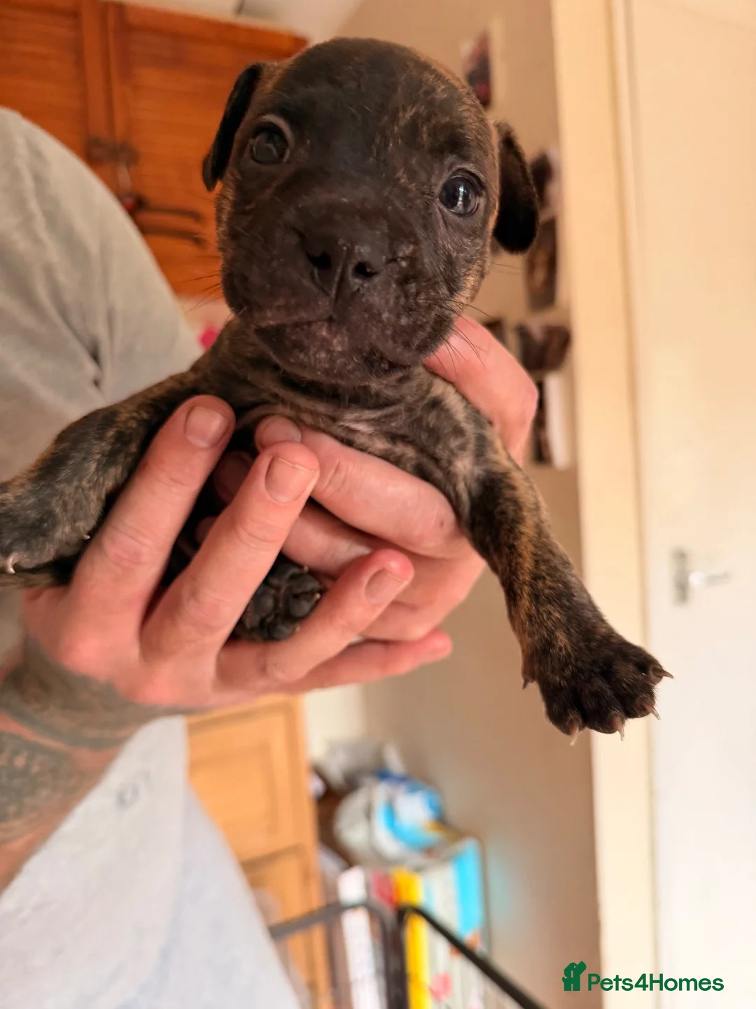 Mixed Breed dogs for sale: Frenchie x staff puppies  in Alfreton - Advert 33