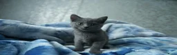 British Shorthair cats for sale: Beautiful British shorthair  in Redditch - Advert 3