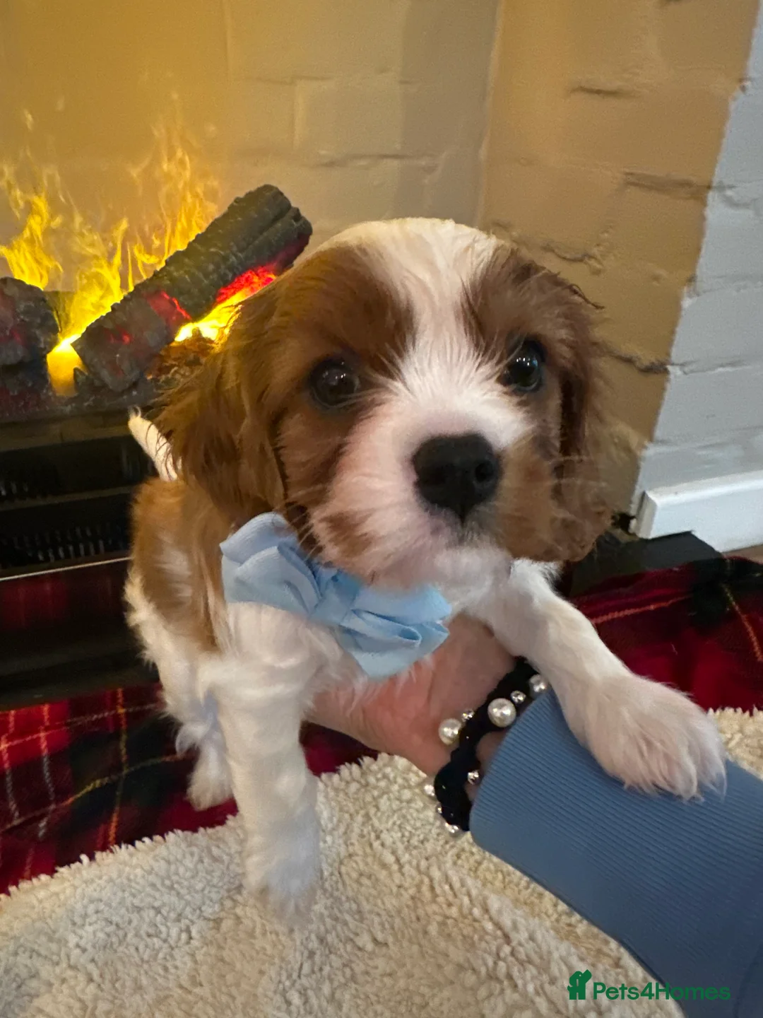 Cavalier King Charles Spaniel dogs for sale: King Charles Cavalier BOY Champion  - Advert 8