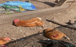 Chickens poultry for sale: 7 HYBRID HENS FOR SALE  - Image 8