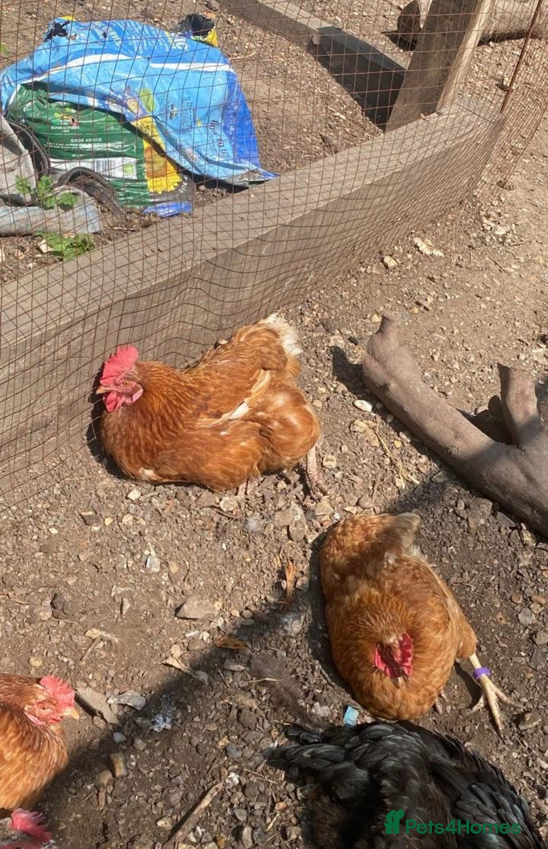 Chickens poultry for sale: 7 HYBRID HENS FOR SALE  - Image 8