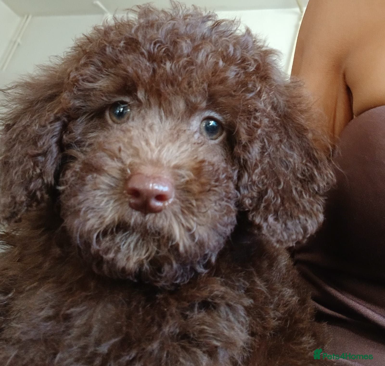 Toy Poodle dogs READY NOW Kc chocolate toy poodles  - Advert 7