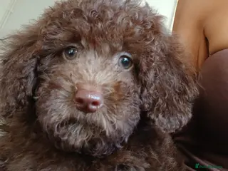 Toy Poodle dogs READY NOW Kc chocolate toy poodles - Advert 1