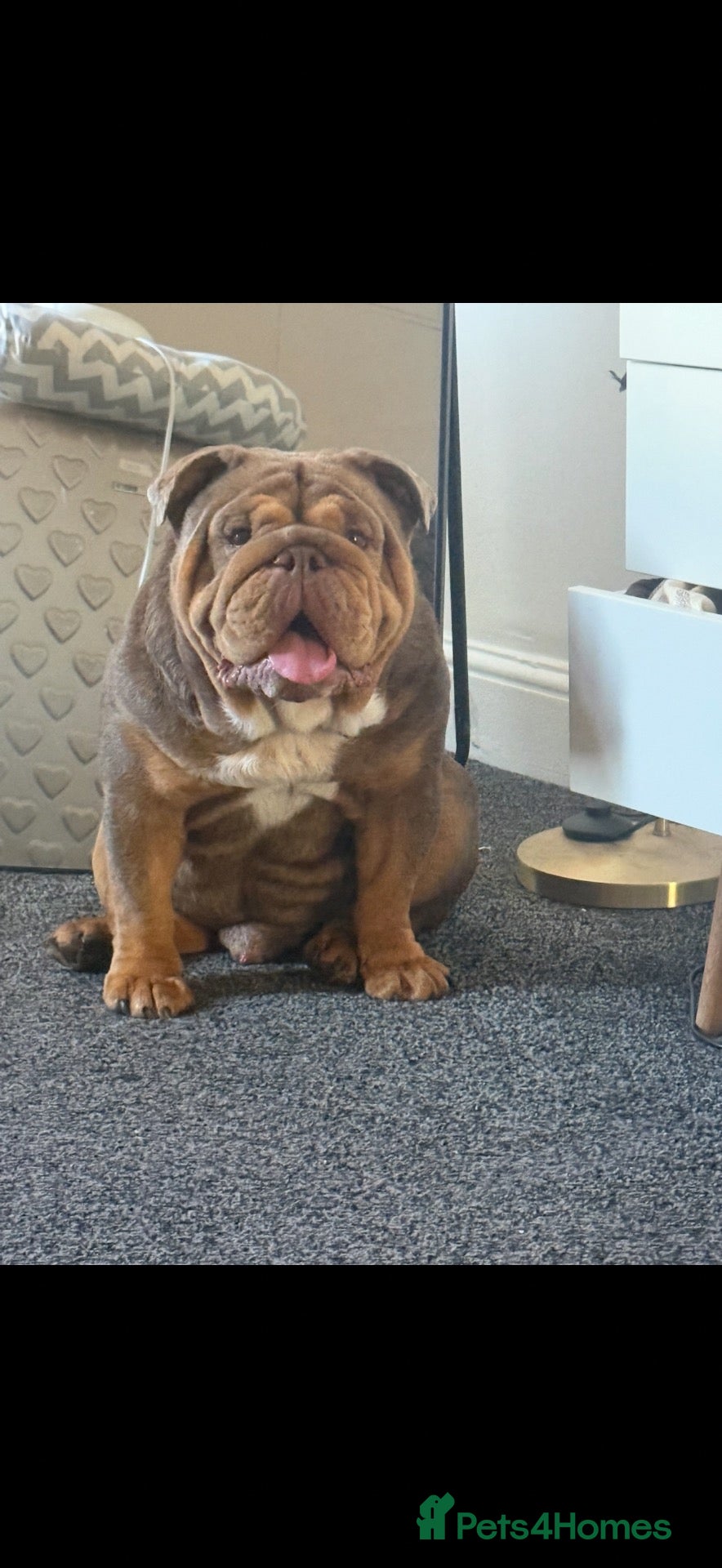 English Bulldog dogs STUD ENGLISH BULLDOG  - Advert 1