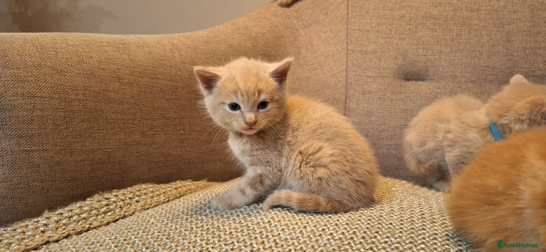 British Shorthair cats for sale: Beautiful Cream & Ginger Kittens  - Image 15
