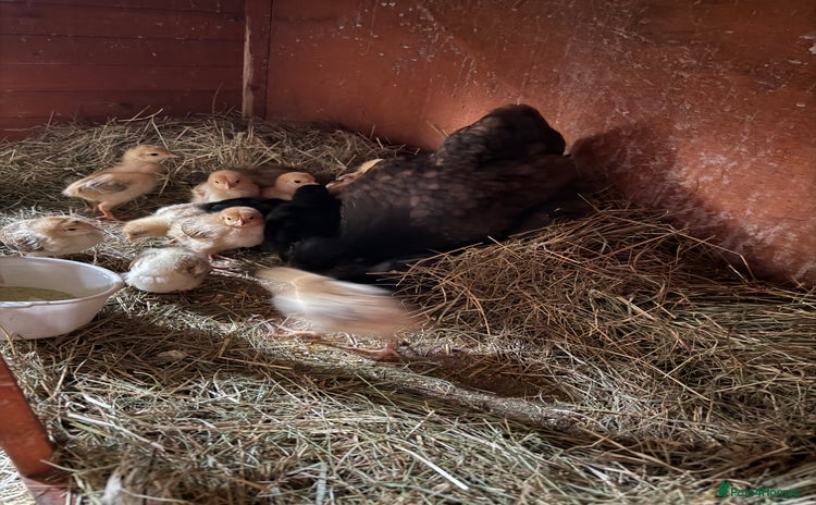 Chickens poultry - Advert 2