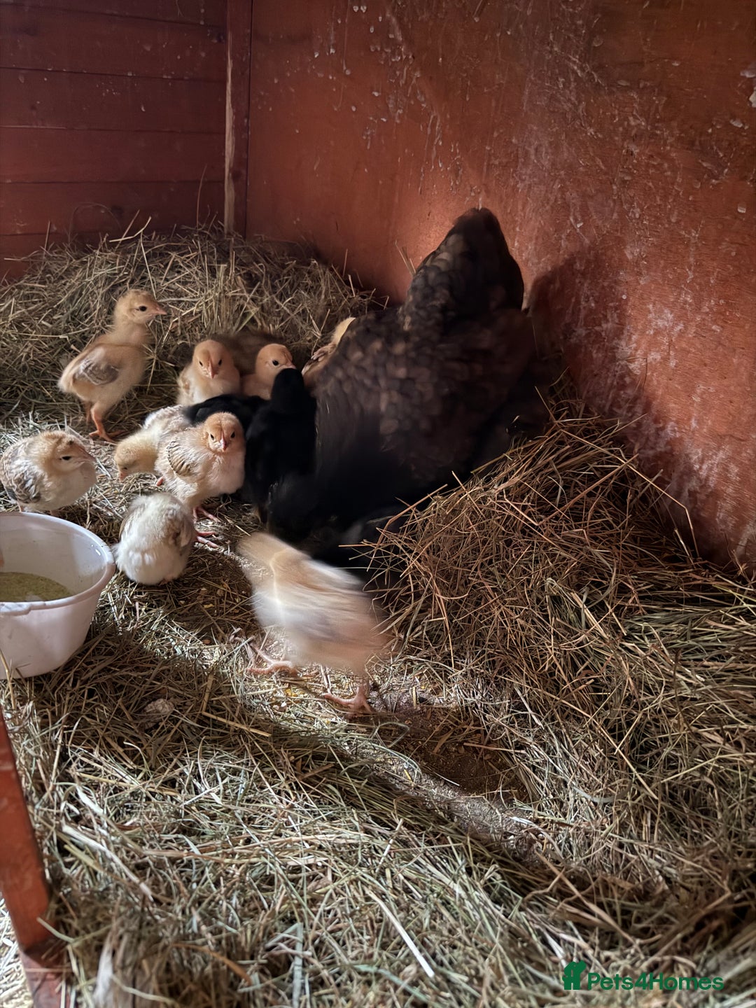 Chickens poultry for sale: Silkie cross hen with chicks  - Image 1