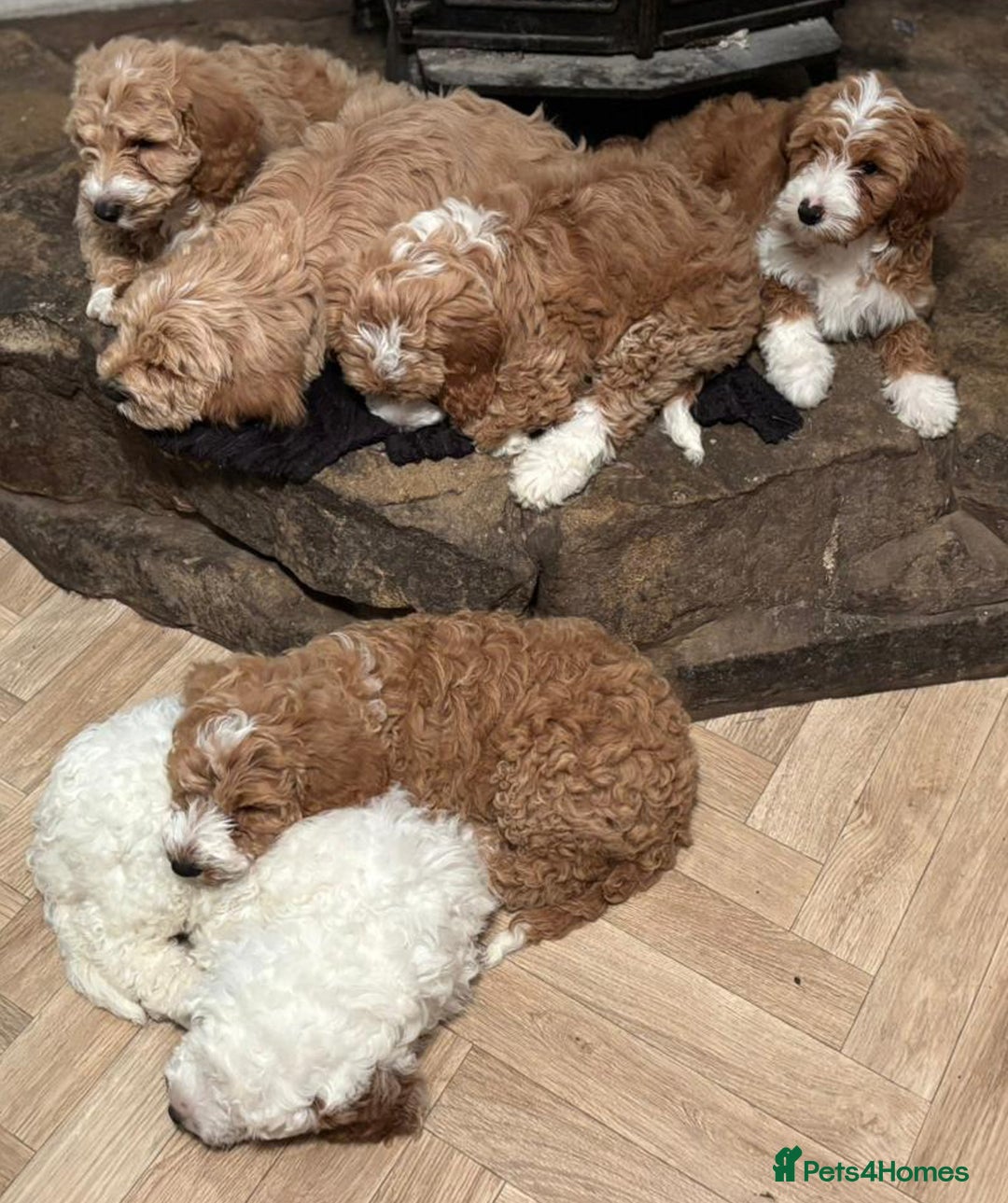 Australian Labradoodle dogs for sale: Australian Labradoodles for Sale - Advert 24