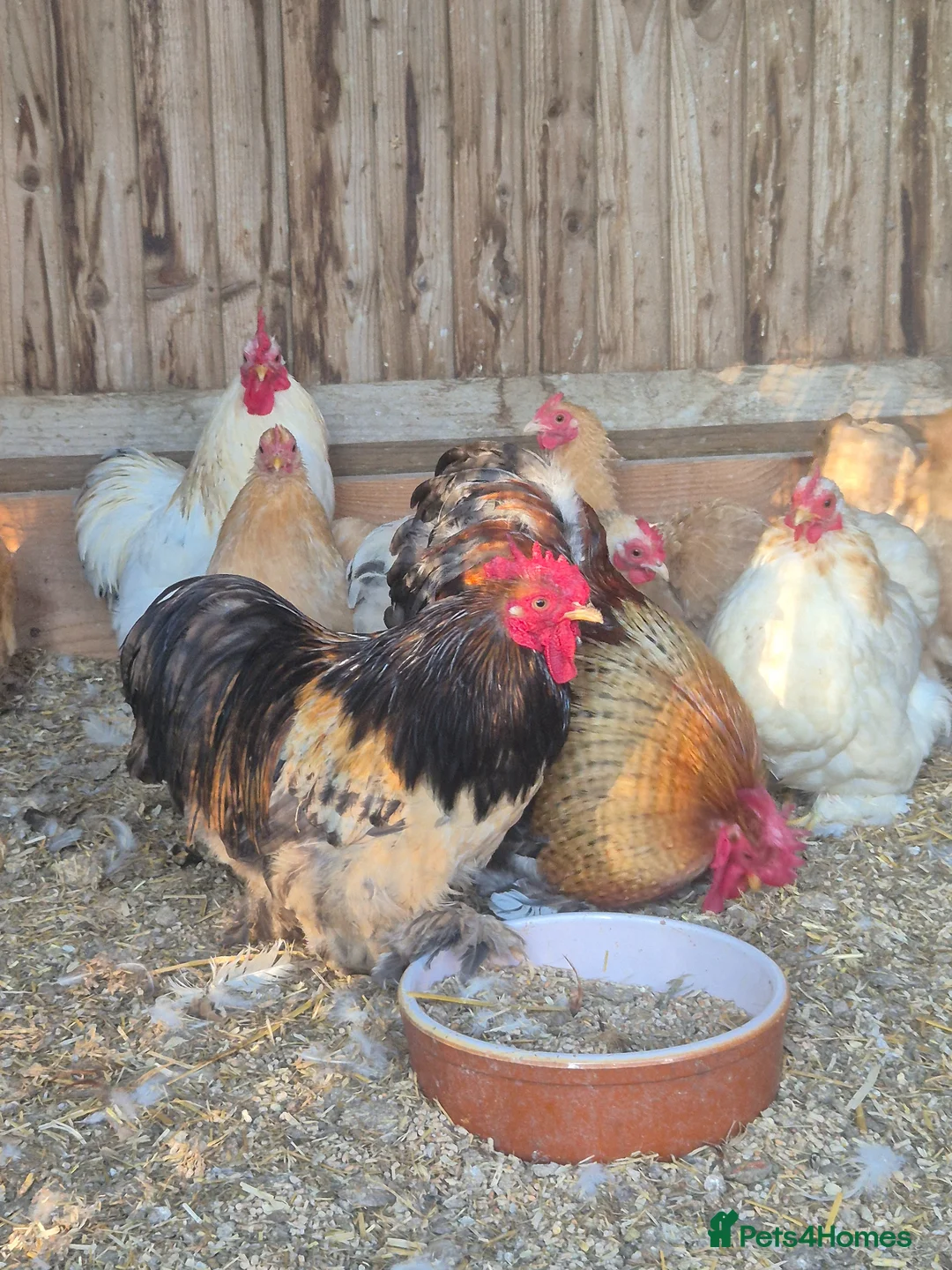 Chickens poultry for sale: Mixed colours pekin eggs  - Advert 8