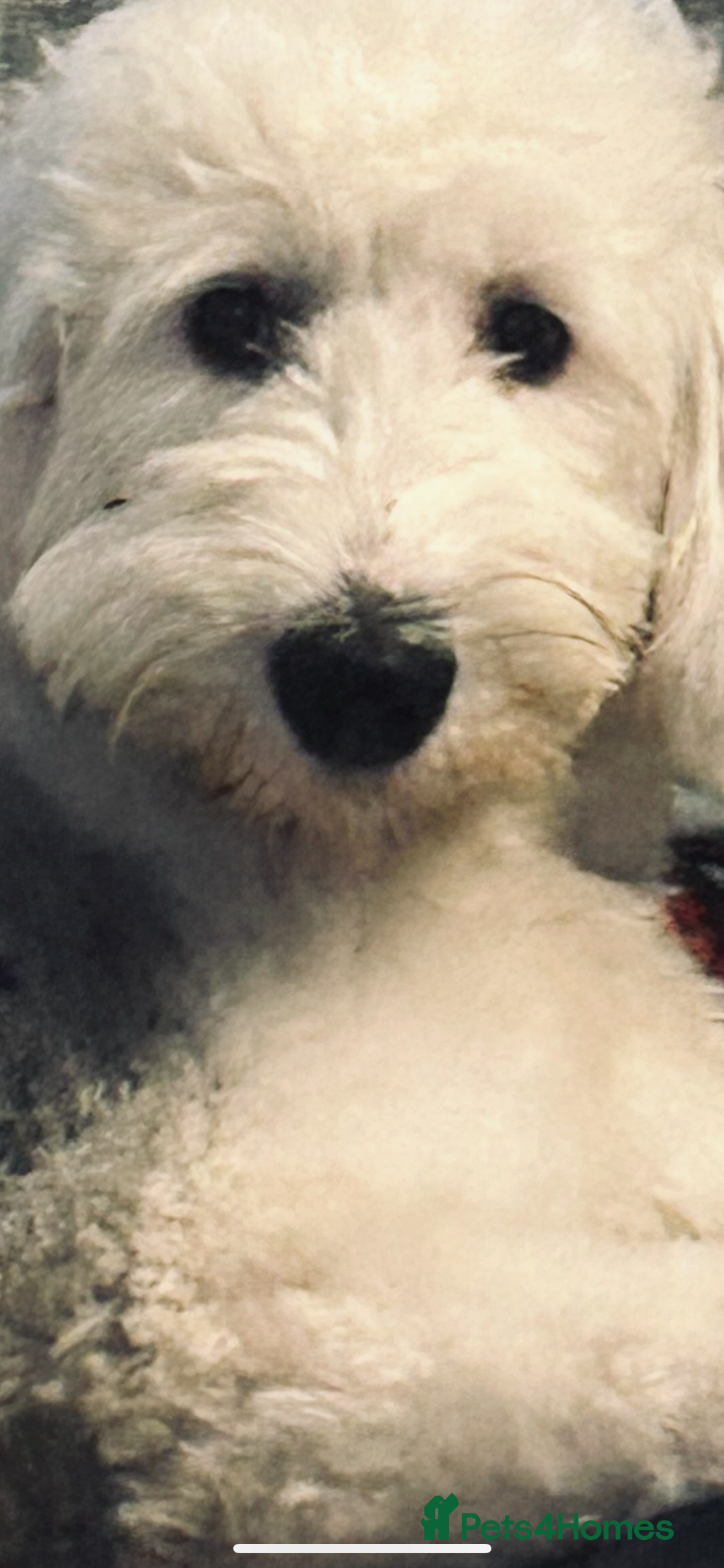 Old English Sheepdog dogs for sale: Old English Sheepdog pups due September  - Image 7