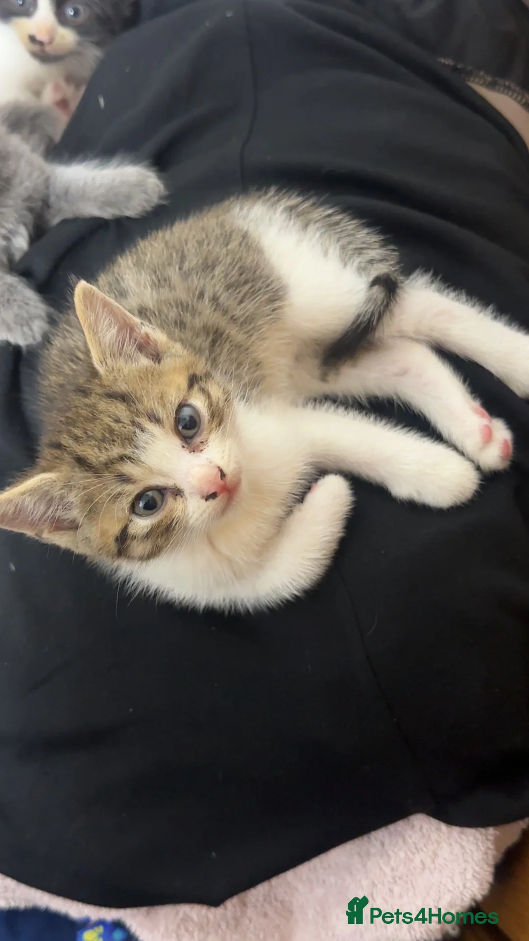 Mixed Breed cats for sale: 3 beautiful kittens for sale💗✨ - Advert 2