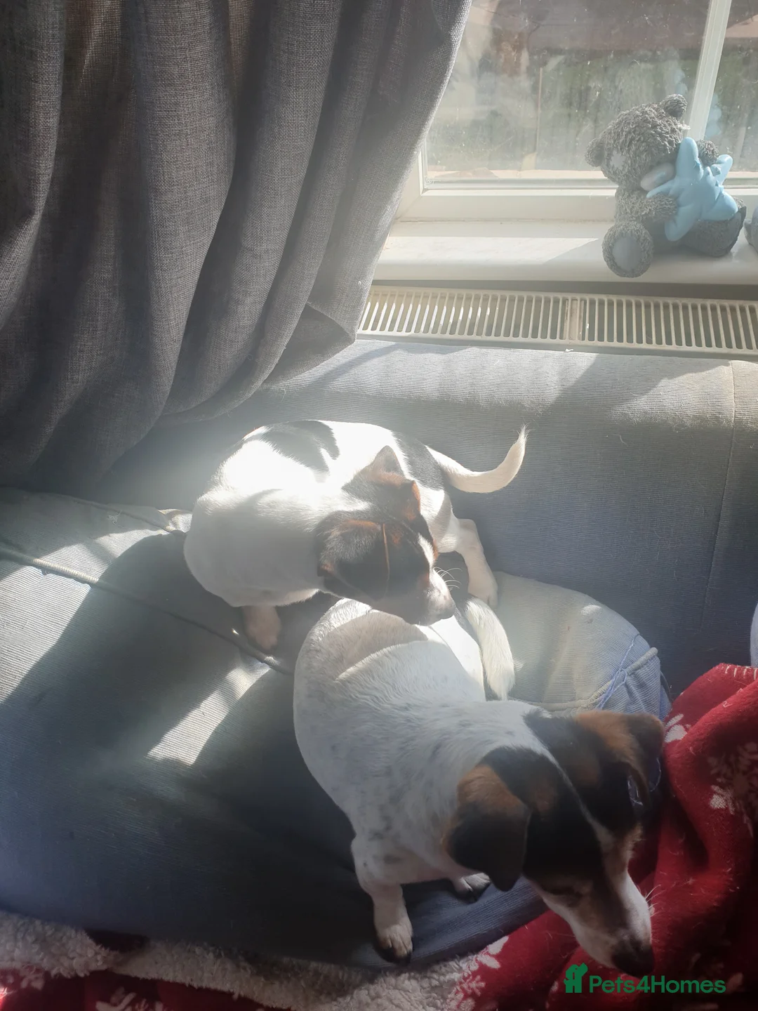 Jack Russell dogs for sale: 2 Male Jack Russell puppies 19 weeks  in Bridgwater - Advert 1