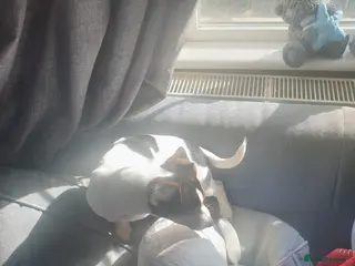 Jack Russell dogs 2 Male Jack Russell puppies 19 weeks in Bridgwater - Advert 1