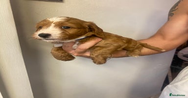 Cockapoo dogs - Advert 3