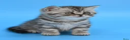 Scottish Fold cats for sale: LICENSED CATTERY Last KittenPURE BREED TOP QUALITY - Advert 4