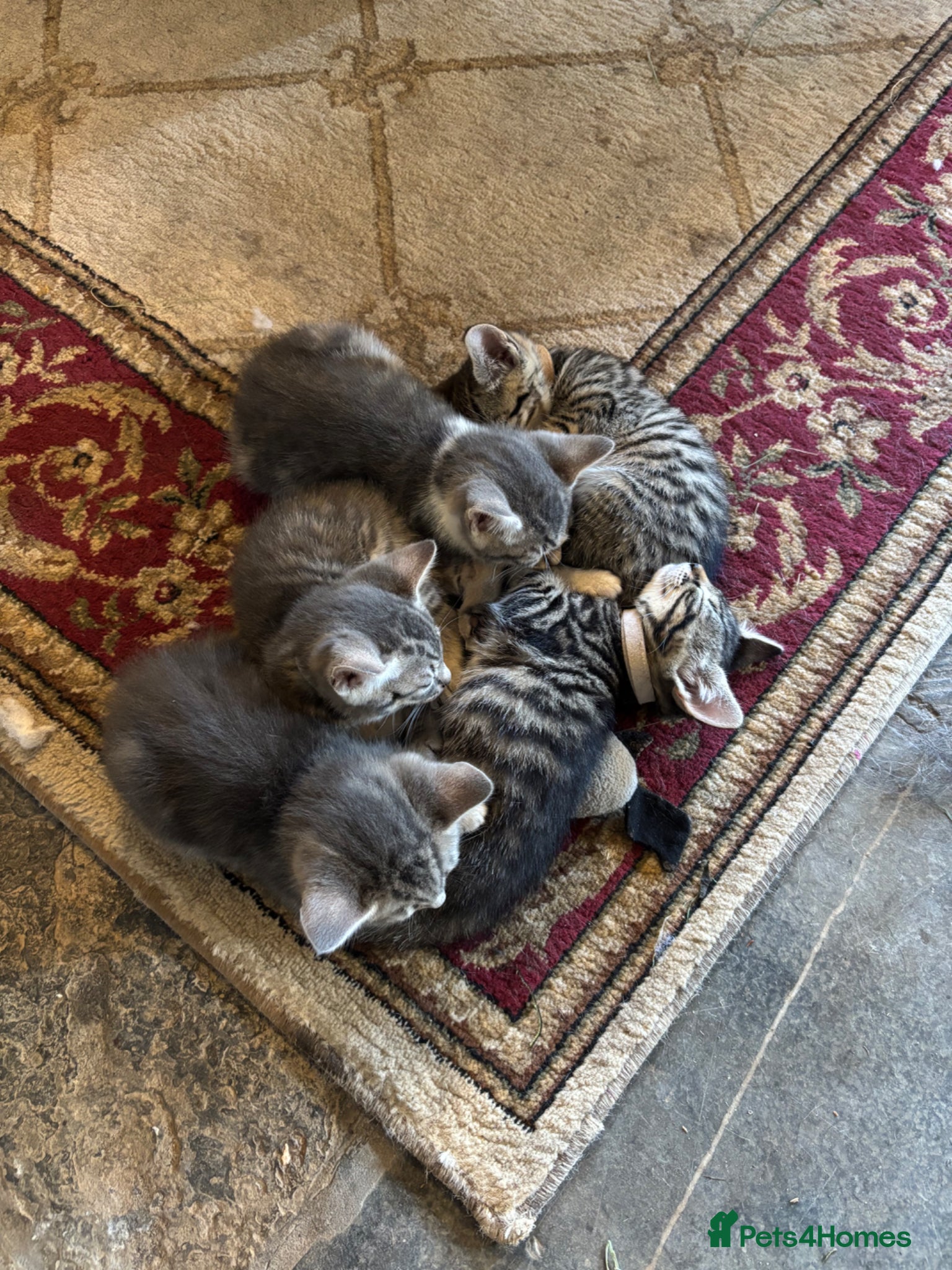 Mixed Breed cats for sale: Gorgeous Kittens Looking for 5* Forever Homes  - Advert 14