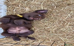 Labrador Retriever dogs for sale: KC REGISTERED CHOCOLATE LABRADOR  - Image 6