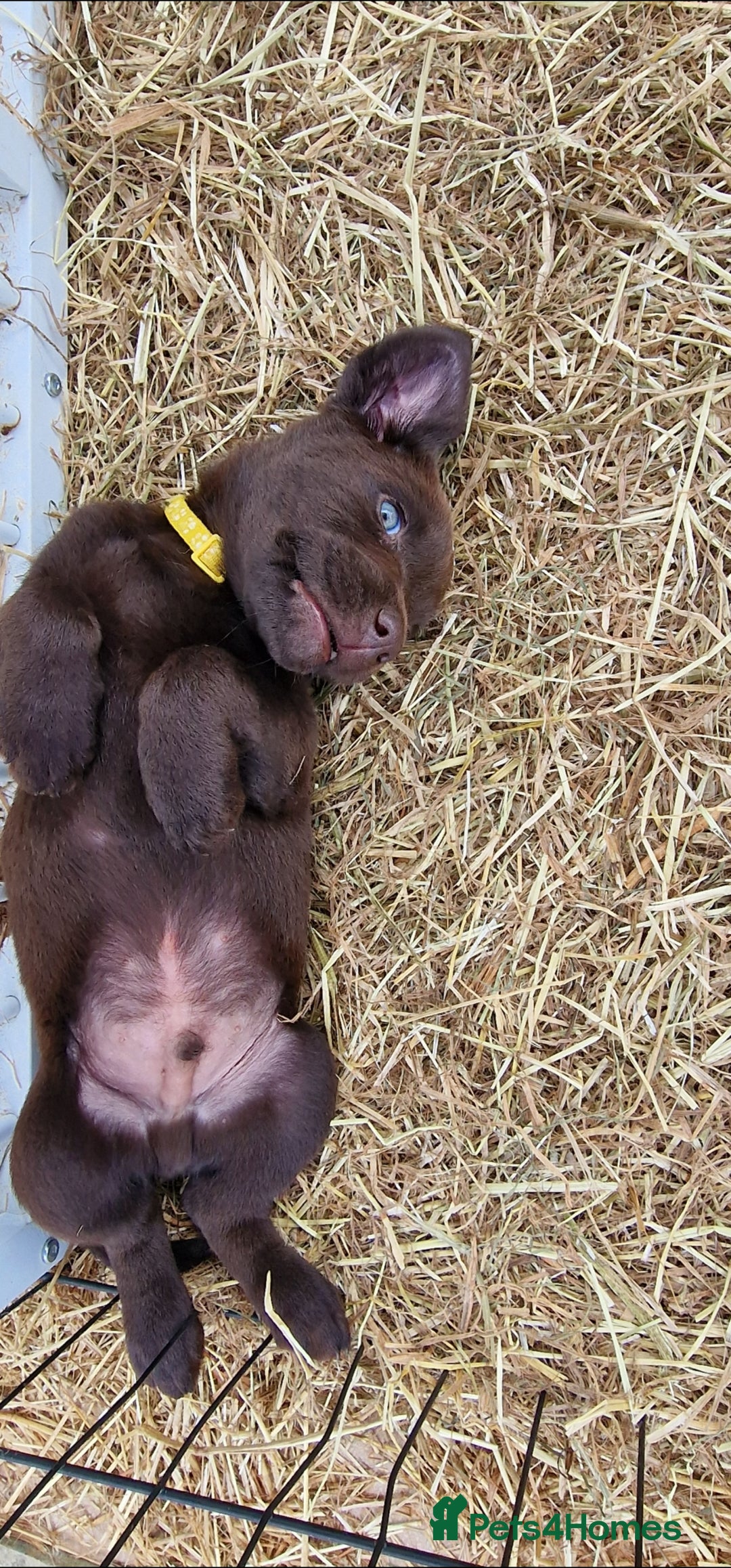 Labrador Retriever dogs for sale: KC REGISTERED CHOCOLATE LABRADOR  - Image 6
