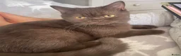 British Shorthair cats for sale: ⭐ 2 Chocolate Boy Shorthair – Ready to Go - Advert 3