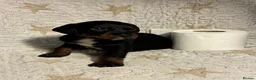 Mixed Breed dogs for sale: Staffypoo’s - Advert 6
