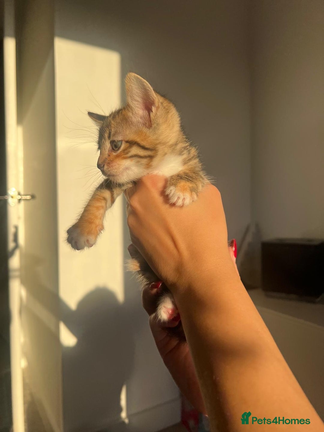 Bengal cats for sale: Beautiful Half Bengal Kittens - Advert 31