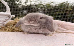 Mini Lop rabbits for sale: Pure mini lops, otters, grey, blue - Image 21