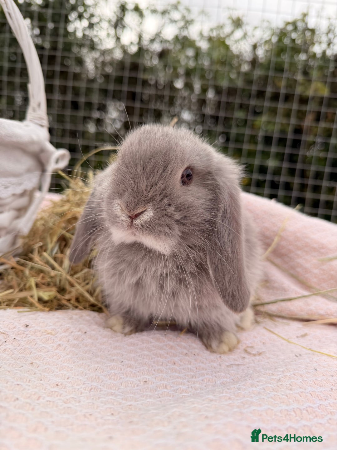 Mini Lop rabbits for sale: Pure mini lops, otters, grey, blue - Image 21