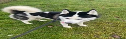 Siberian Husky dogs for sale: Rex, husky for sale - Advert 4