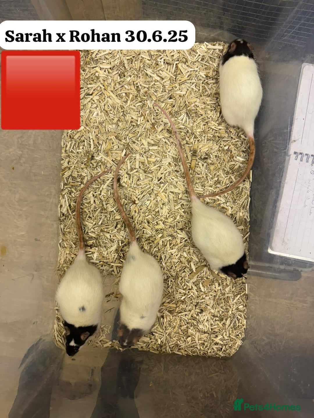 Rat rodents for sale: Baby and young rats ready now. Sheffield - Image 15