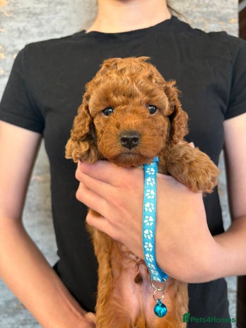 Cockapoo dogs - Advert 16