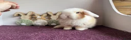 Mini Lop rabbits for sale: Mini lop boys and girls  - Advert 5