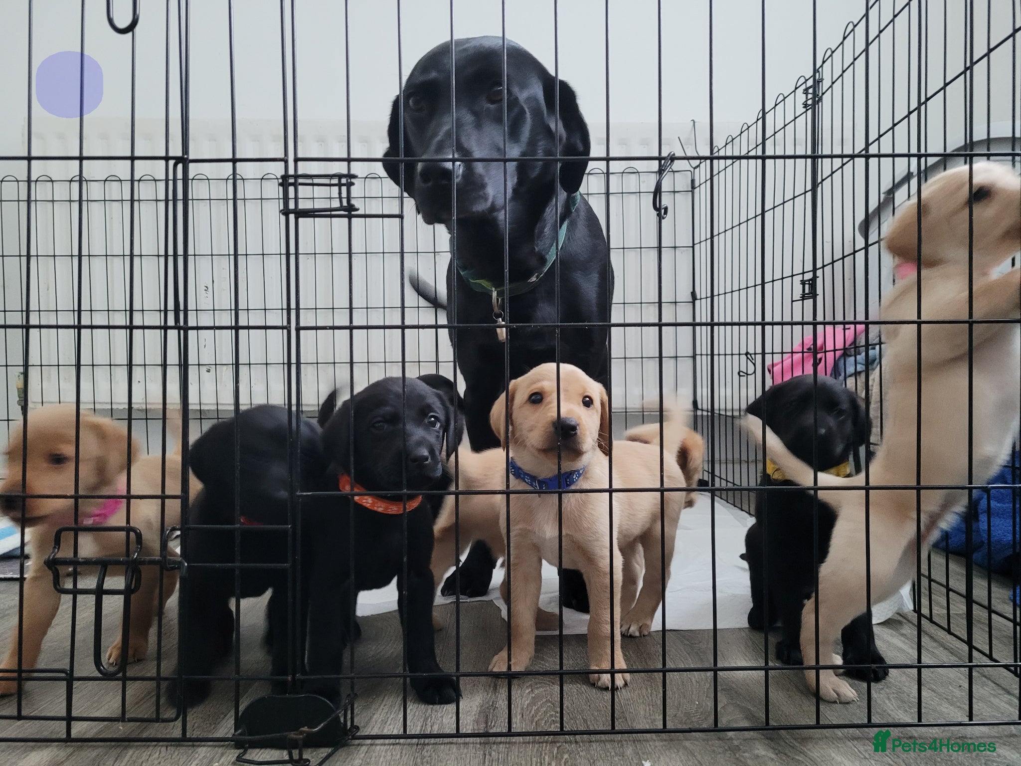 Labrador Retriever dogs KC Registered Black & Golden Labrador Puppies - Advert 2