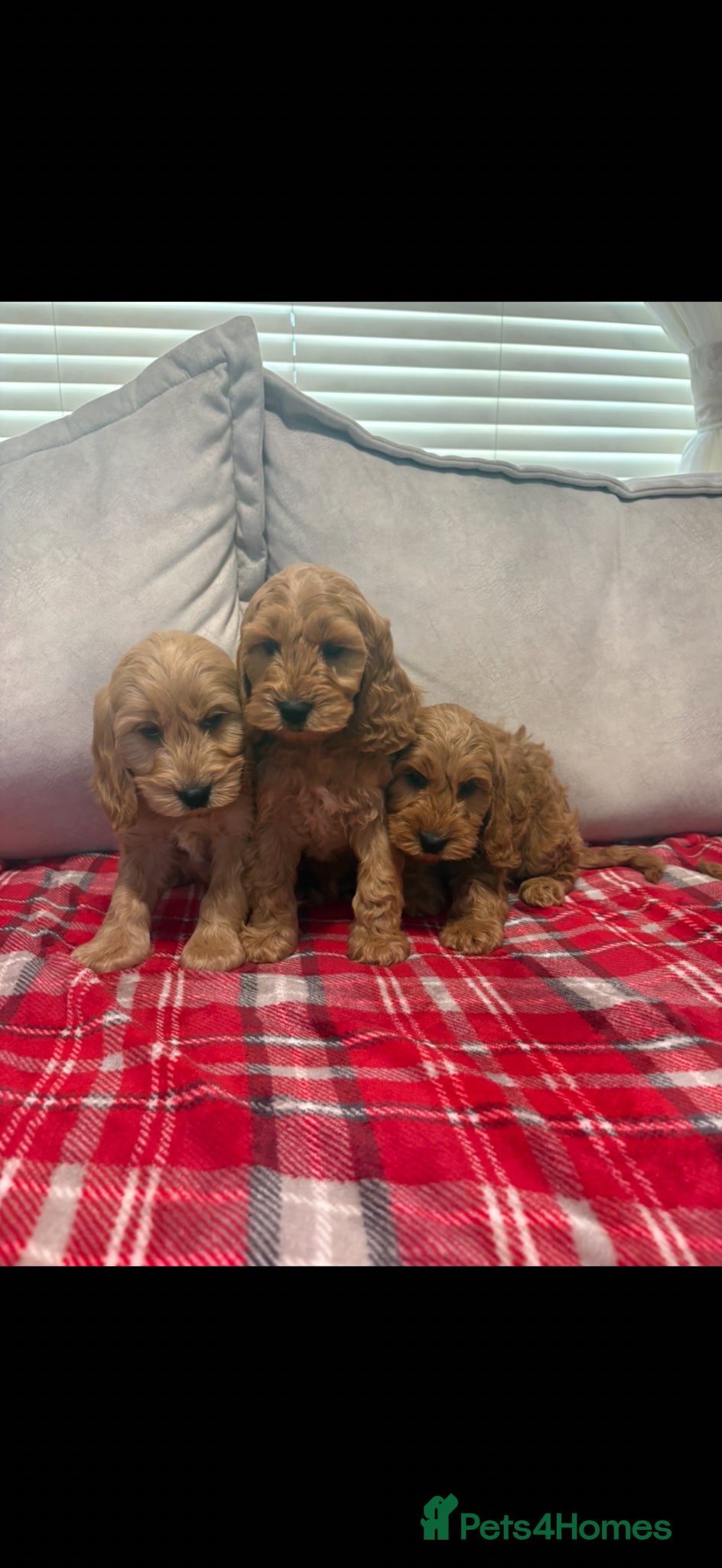 Cockapoo dogs for sale: Stunning red F1b cockapoo puppy’s ready to go  - Advert 8