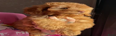 Cockapoo 1