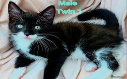 Mixed Breed cats for sale: Maine Coon Cross Kittens Still Available!! - Image 10