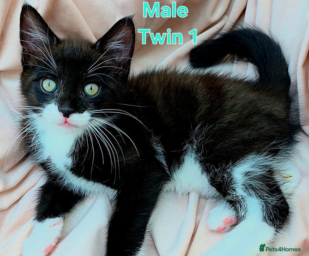 Mixed Breed cats for sale: Maine Coon Cross Kittens Still Available!! - Image 10