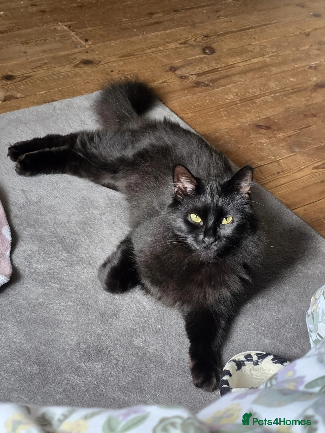 Maine Coon cats for sale: Male looking for a loving home  - Advert 2