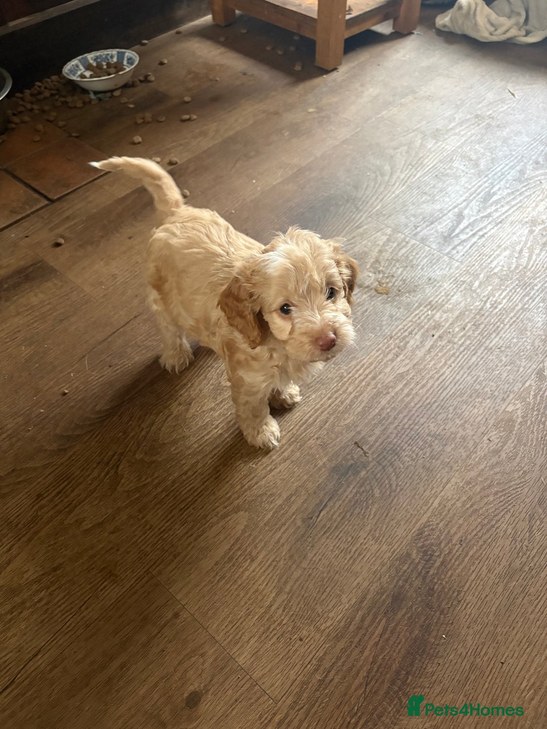 Cockapoo dogs for sale: F1 Unique Cockapoo Puppies  - Advert 11