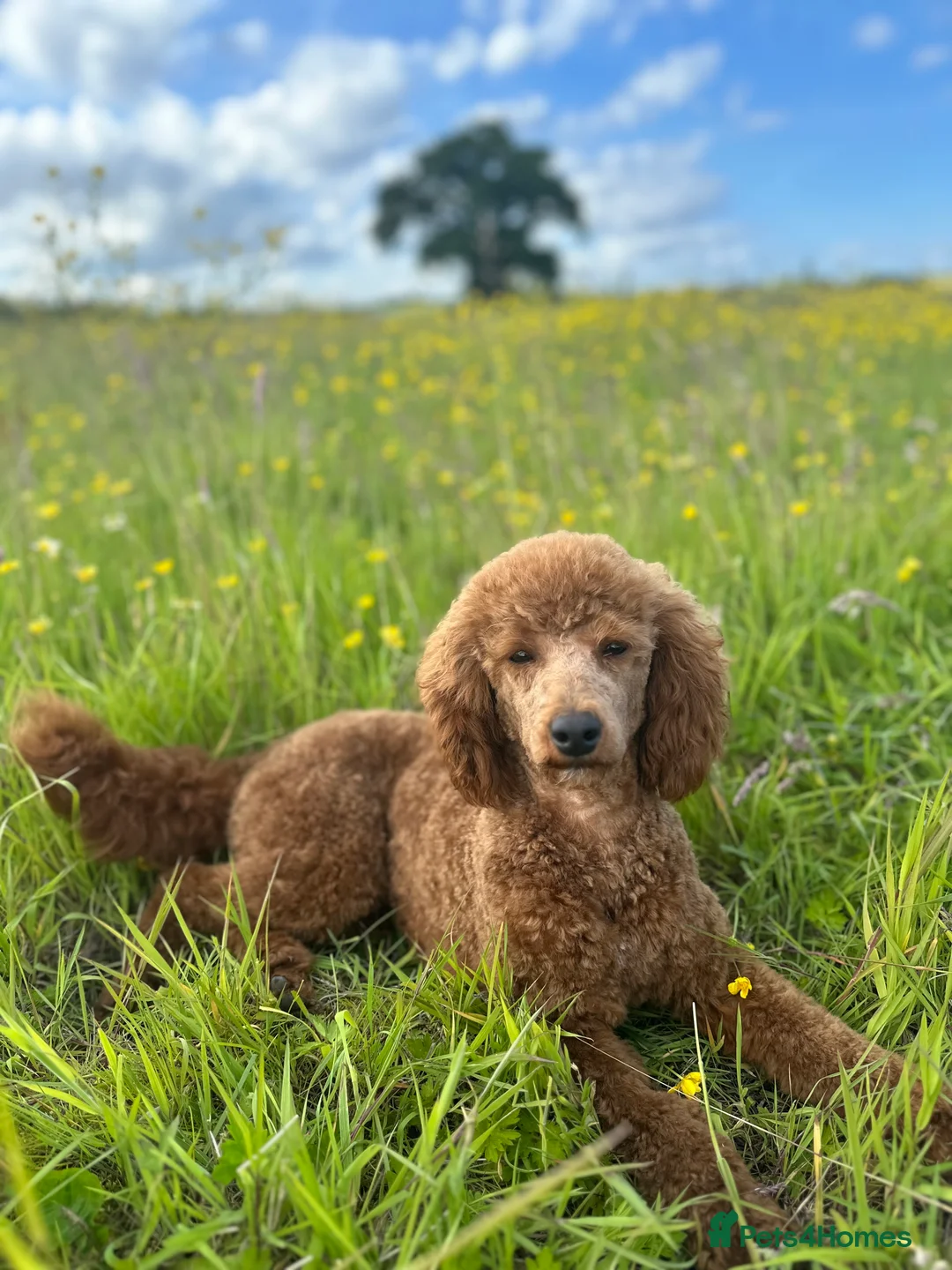 Miniature Poodle dogs for stud: HALF SVK IMP MINIATURE POODLE 🧬270+ health checks in Pickering - Advert 4